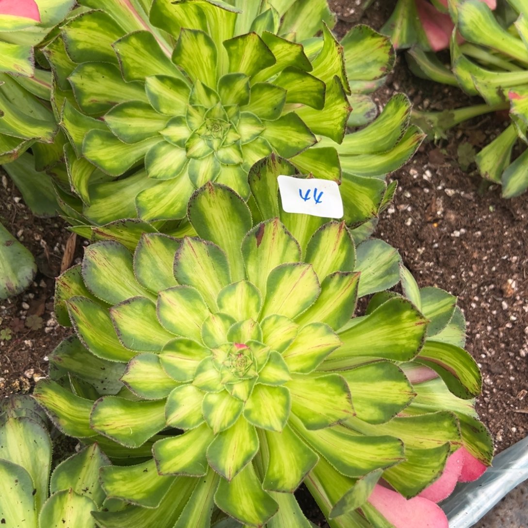 44黄知否带崽一颗15多肉