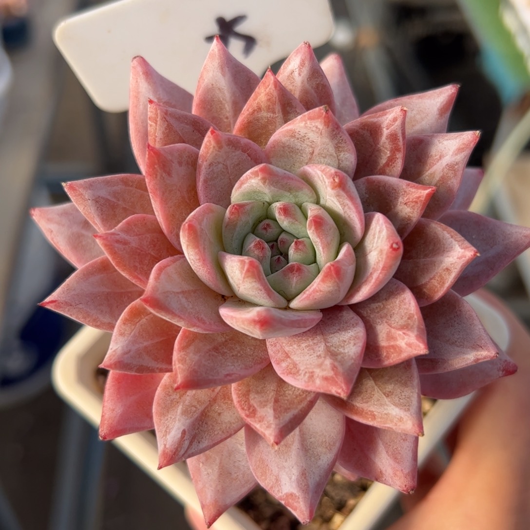 534 多肉植物组合盆栽