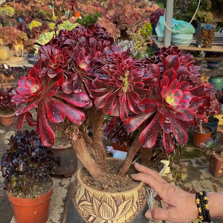 在**！美杜莎缀化多肉1颗