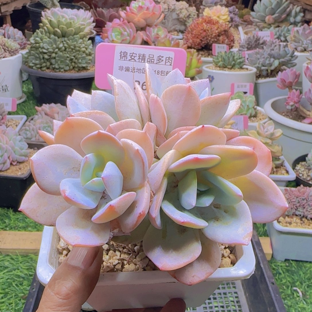 锦安精品多肉植物269