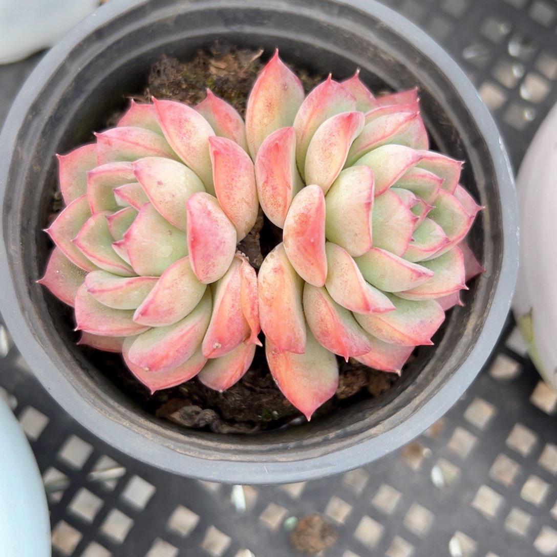 勇敢（满38包邮）多肉