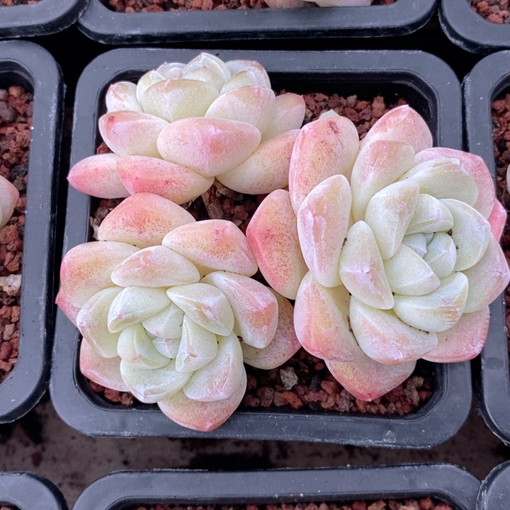 冰玉 韩货精品666