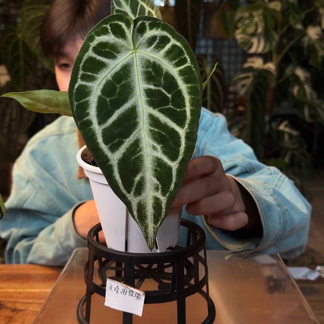 怪***)完全开放一物一拍G67沙冰