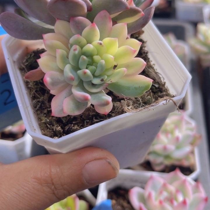 蓝苹果锦多肉植物262