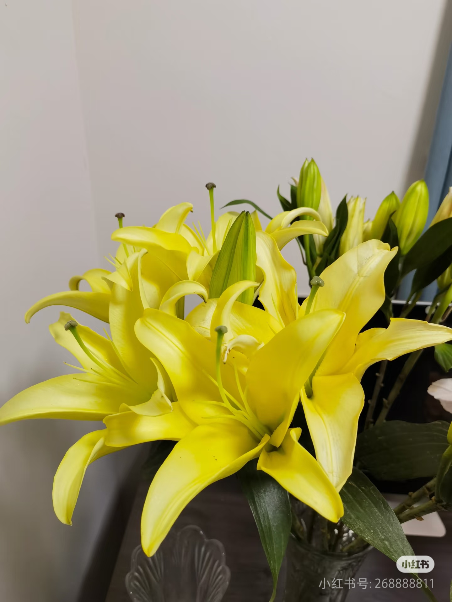 小黄人百合云南昆明基地直发 香水百合 生活鲜切花