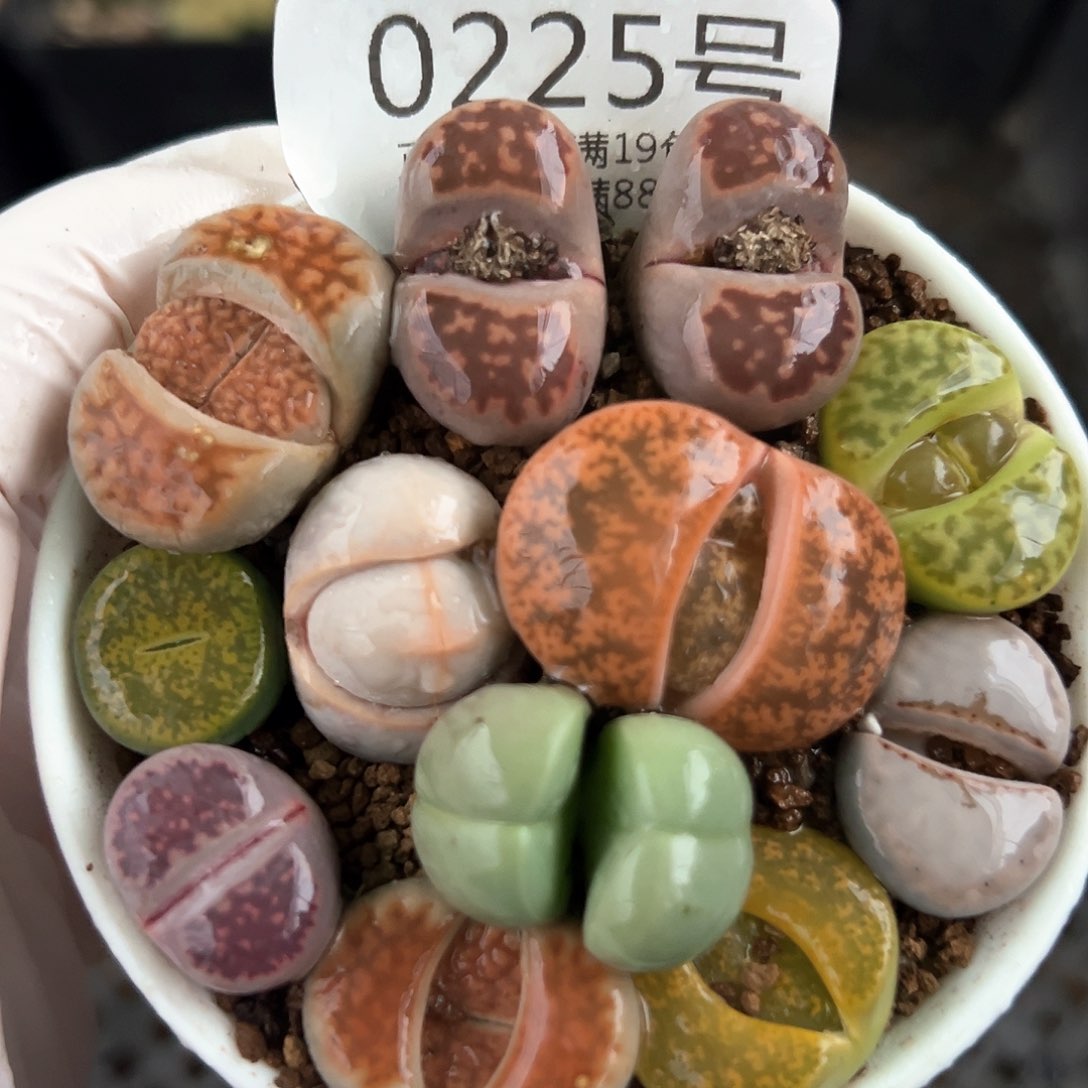 好养易活生石花大母本0225