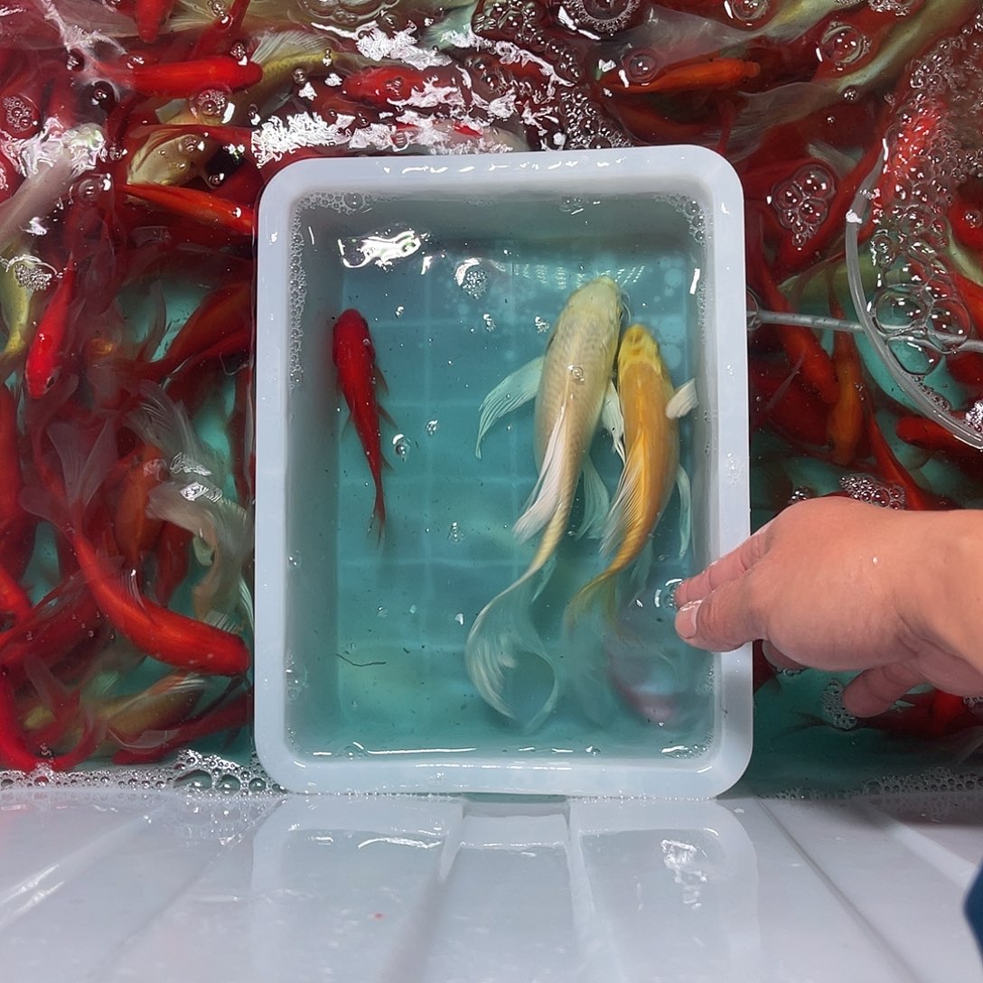 锦鲤包邮，包损，90