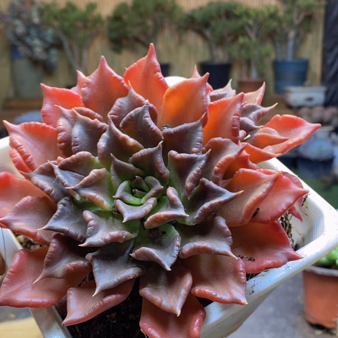 舍*F217号黑饺子皮多肉