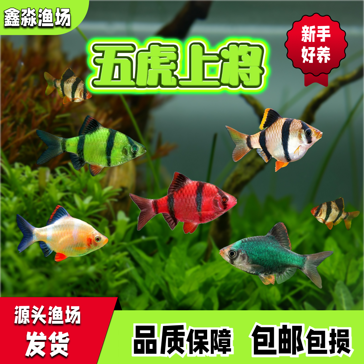 新手好养群游翡翠虎皮红纹虎皮白金虎皮小型热带鱼淡水鱼观赏鱼