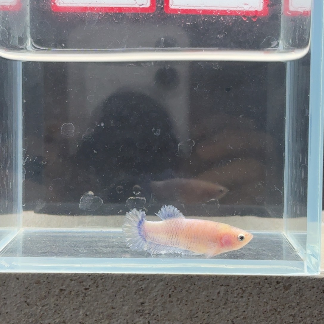 海水鱼鱼万泽水族