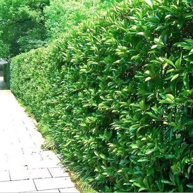 北海道黄杨直立带土苗木全国发货耐寒常青庭院篱笆围栏冬天绿色