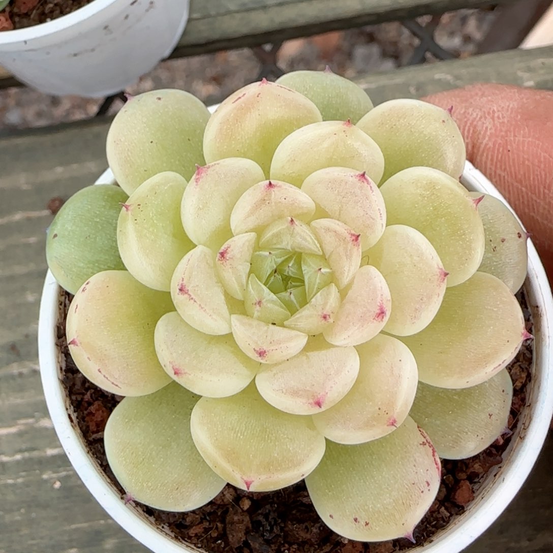 【闪购商品】0206-156（xx-53）