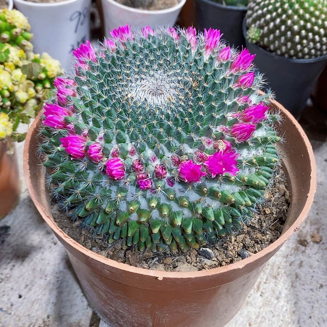 玉骨1111111111111111个