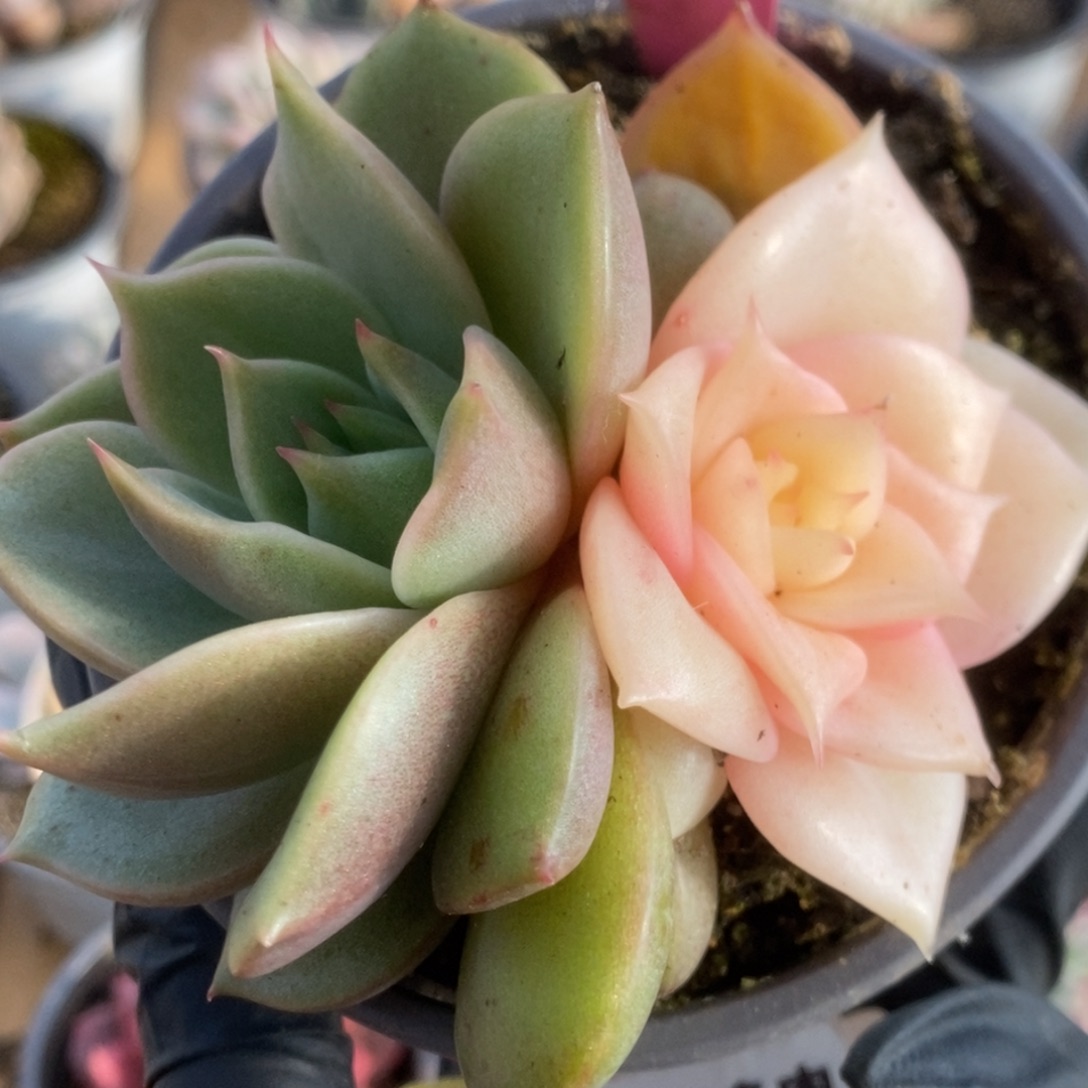 090贝加尔湖锦锦锦锦锦锦