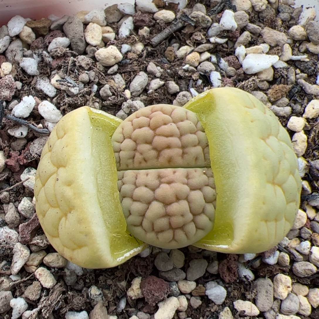 0209号黄绿富贵 多肉植物