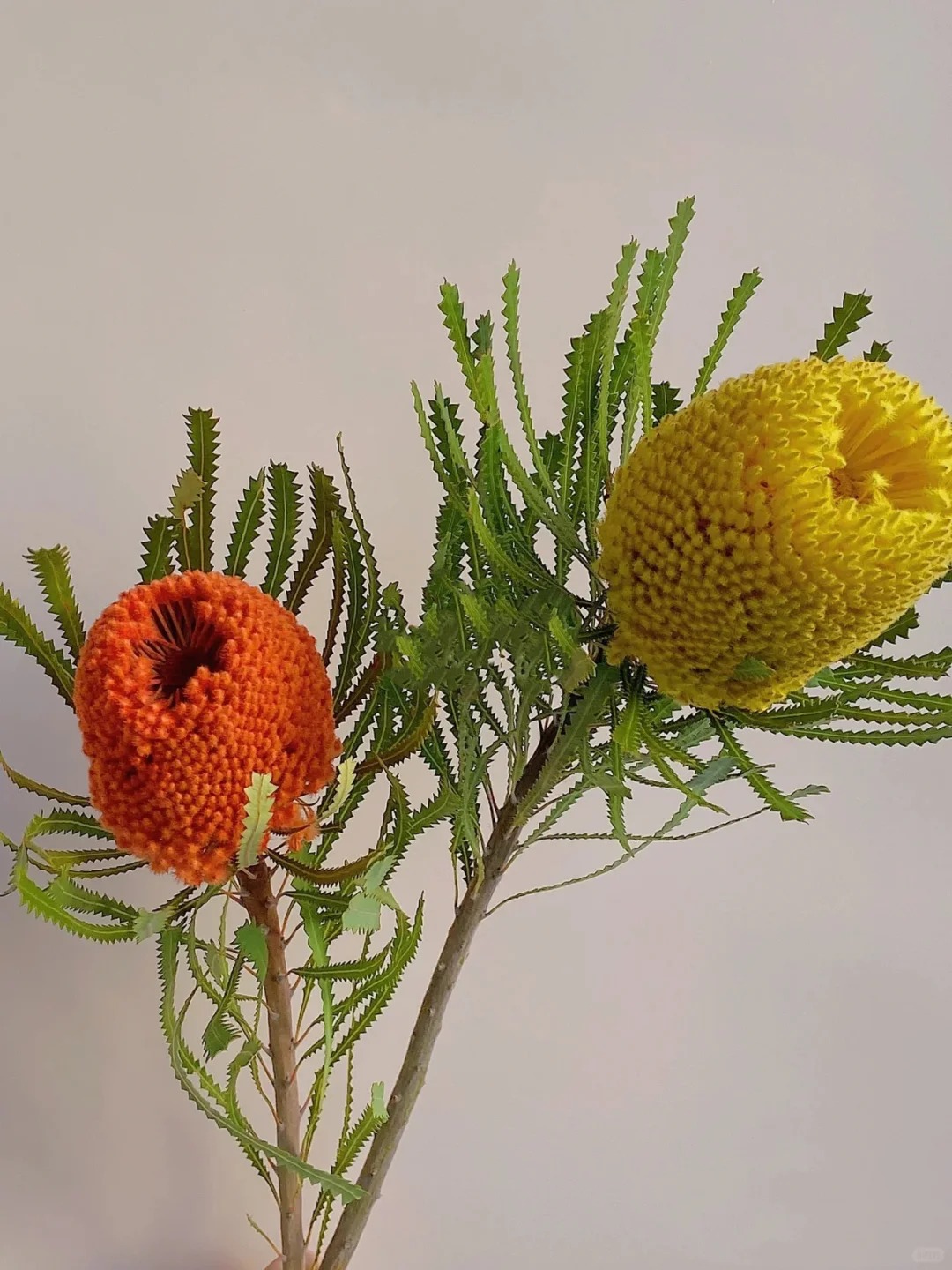 【花满堂】木百合 南非班克木 任意两单包邮 发货后不支持退款