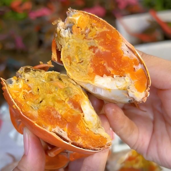 AA【顺丰包活到家】发4只红膏蟹3-4两/只600g起