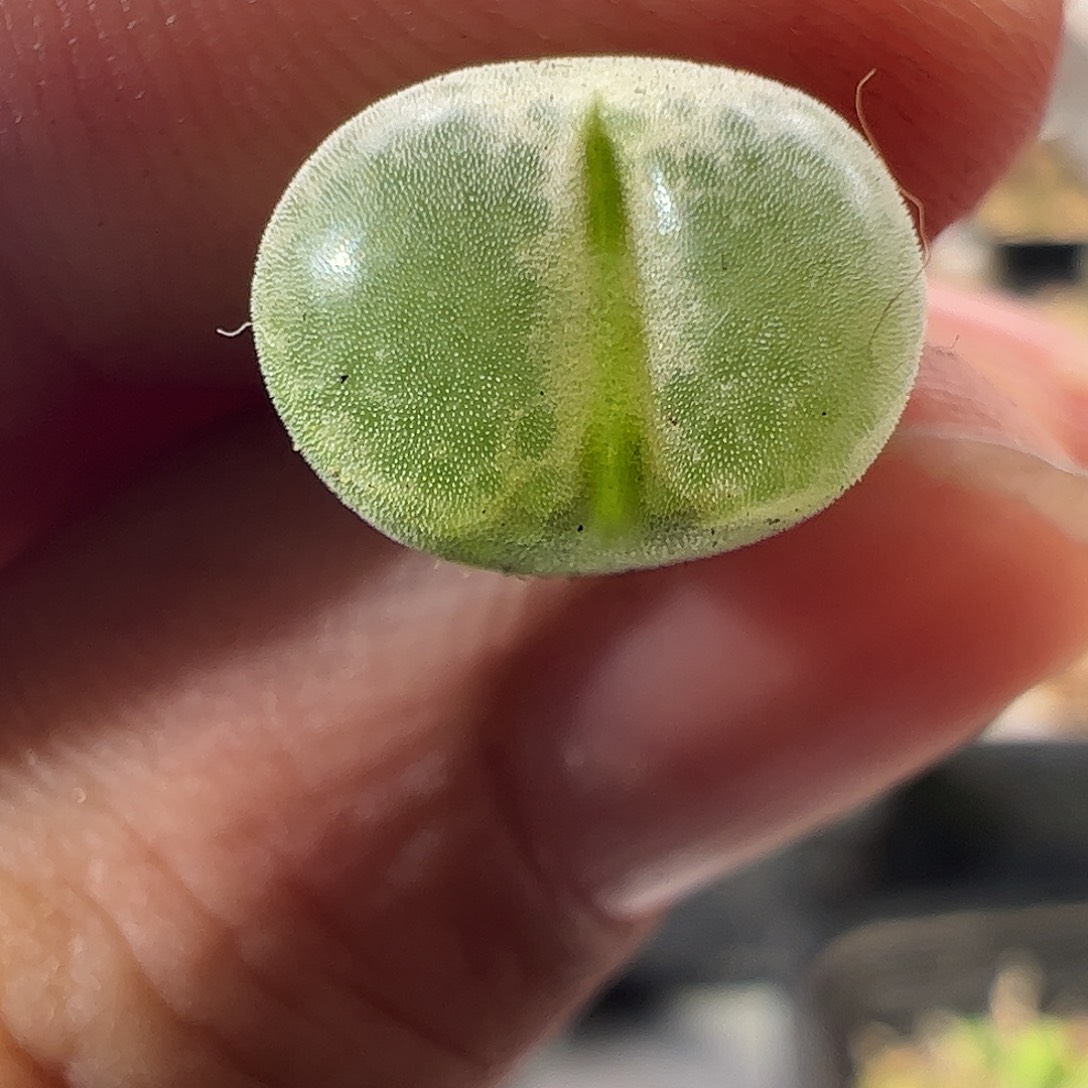 一物一拍MG1810.26莉迪亚小雀斑501