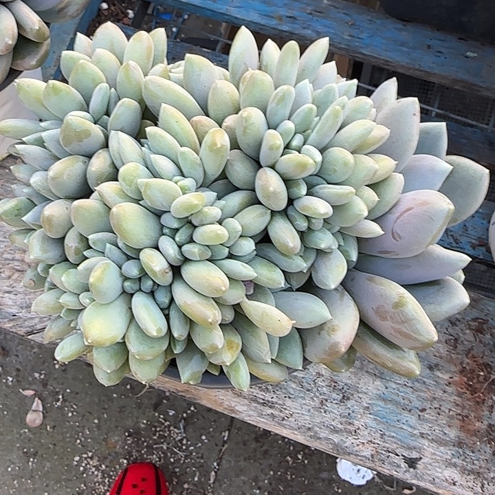 青蛙王子儿童牙膏套装11