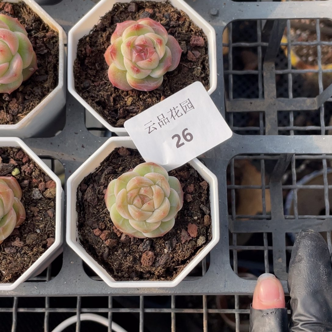 喵***喵26号糖心冰心珍妮2