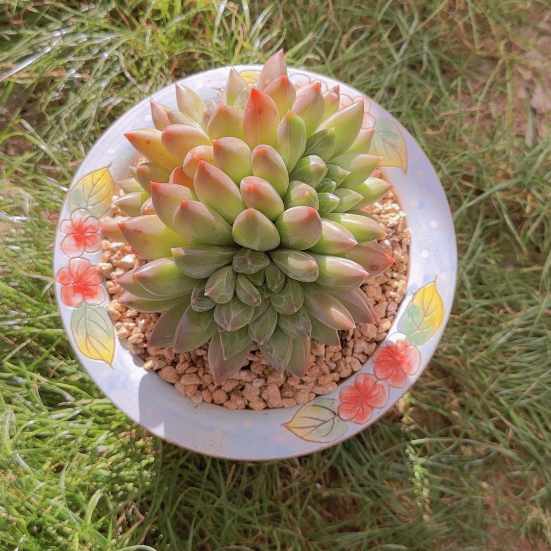 重楼多肉植物                  