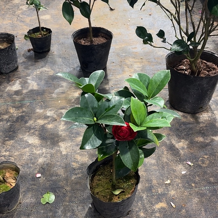 完全开放四季茶花  