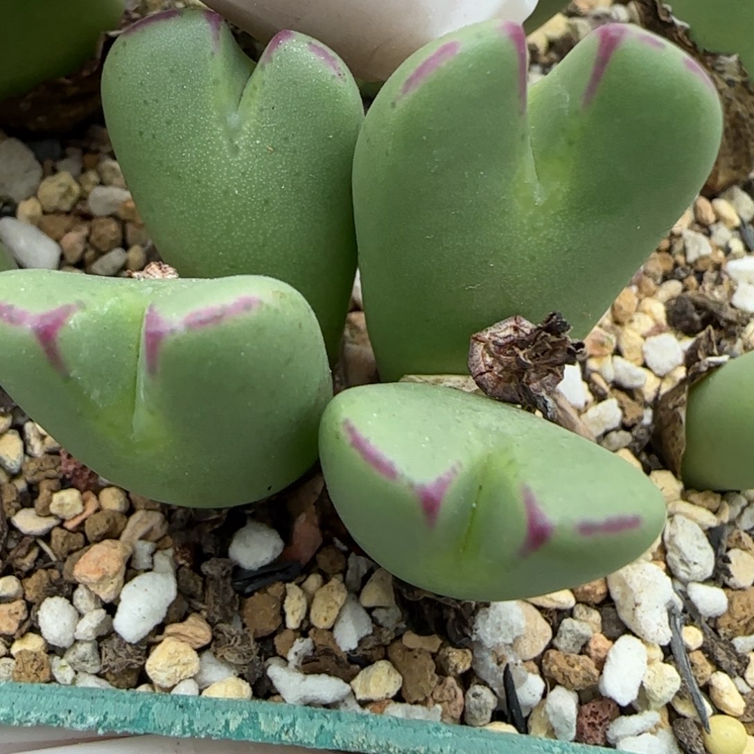 2.8，少将群生，9015