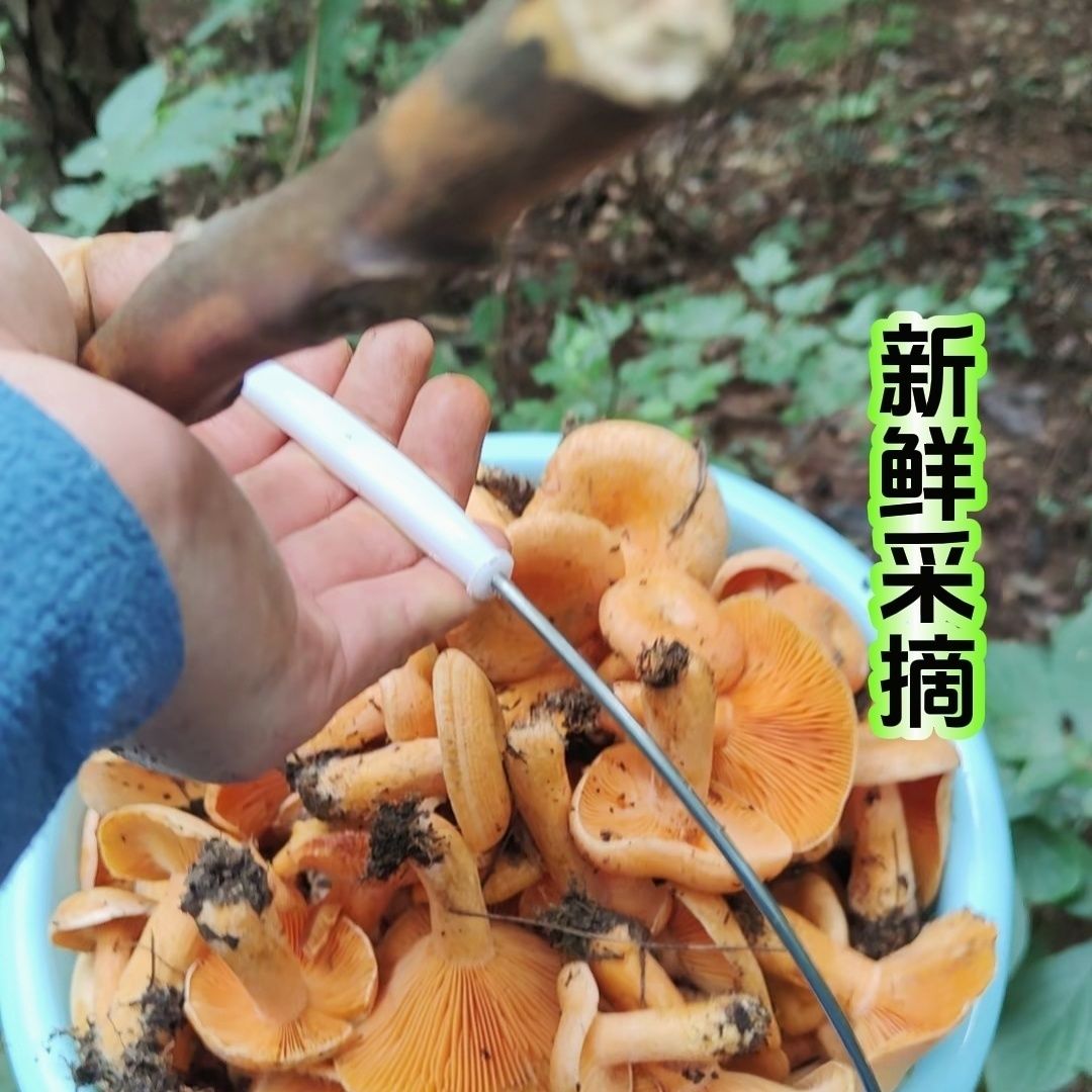 湖南本地新鲜蔬菜山货土货合集