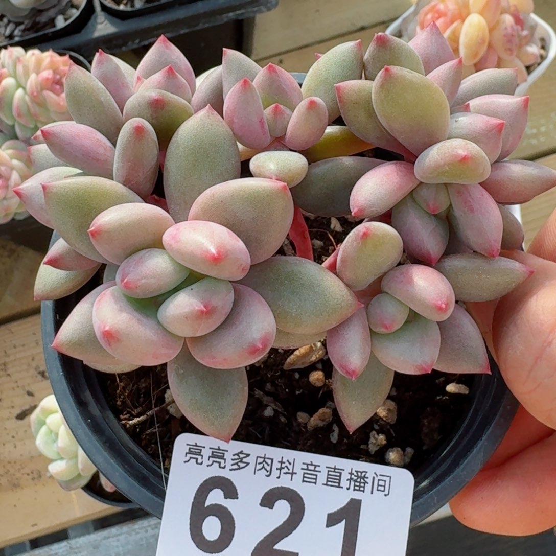 桃花源         精品多肉