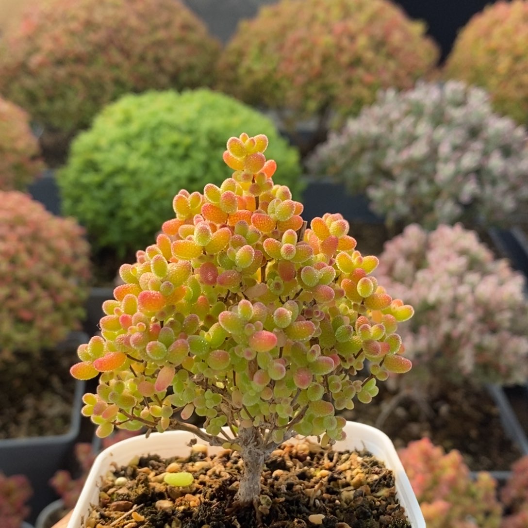 蜜橘糖球3991枝干番杏