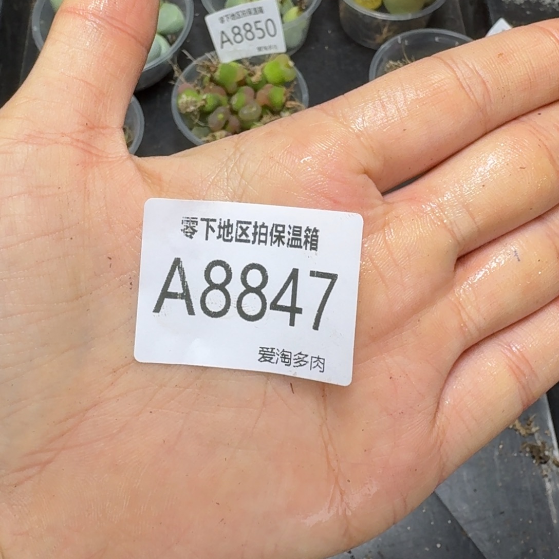 郑***郑8847-五方奶油和天