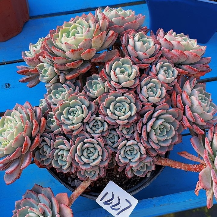 独*千山雪君1227