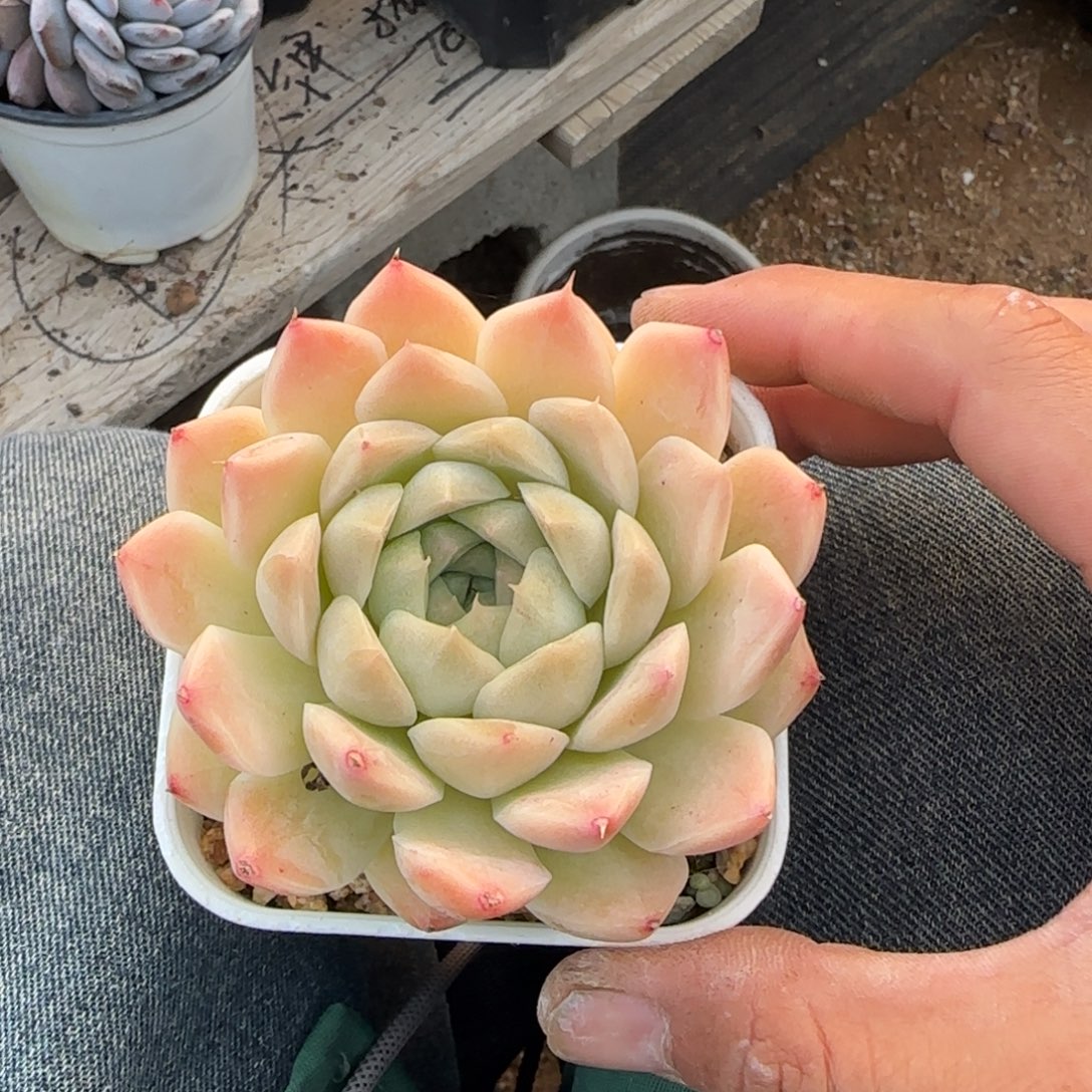 麦杂五十包邮老桩多肉