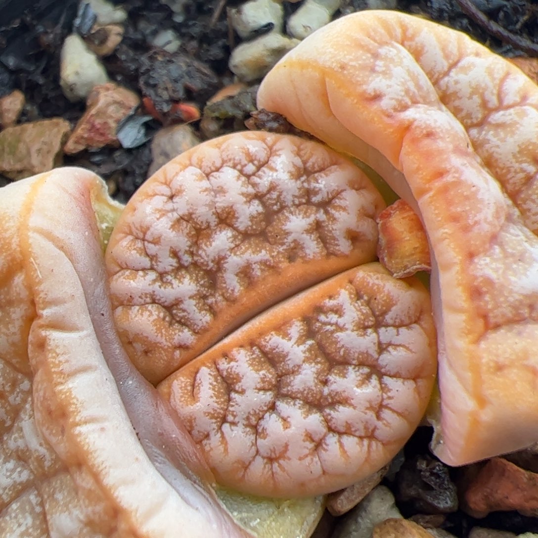 093号拿铁 多肉植物