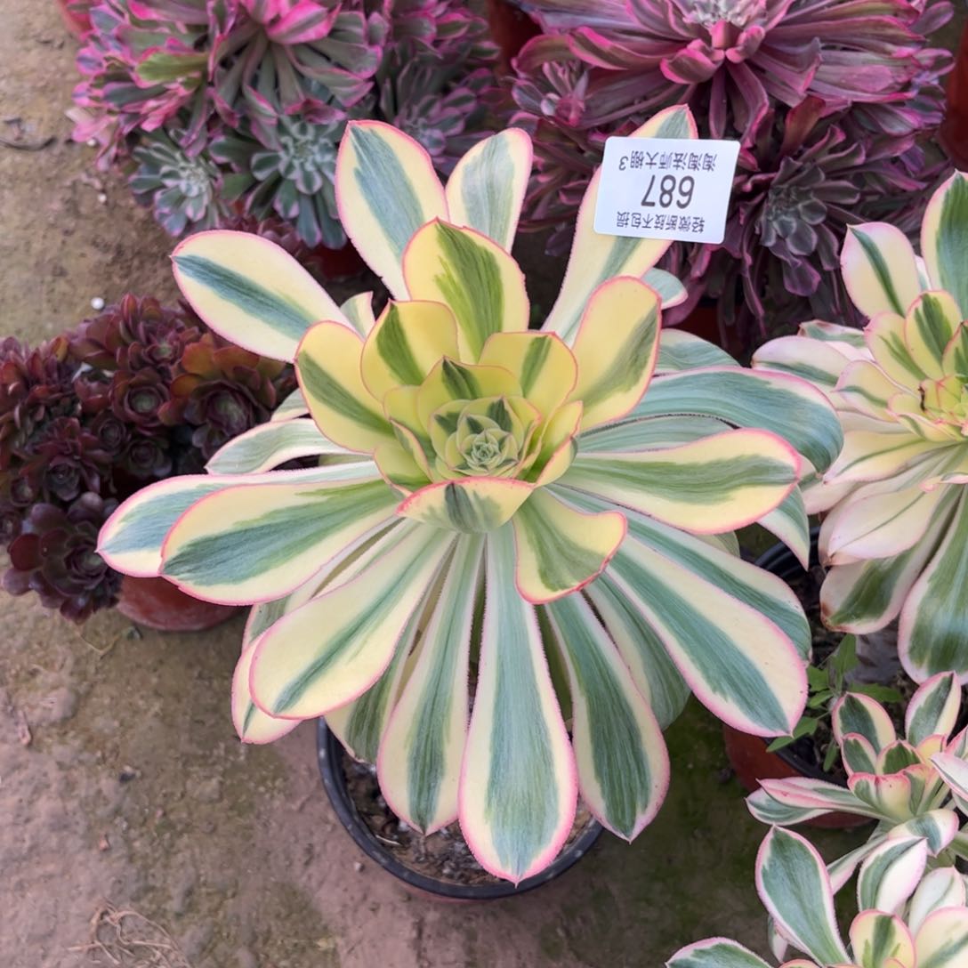 687燕资锦多肉植物法师