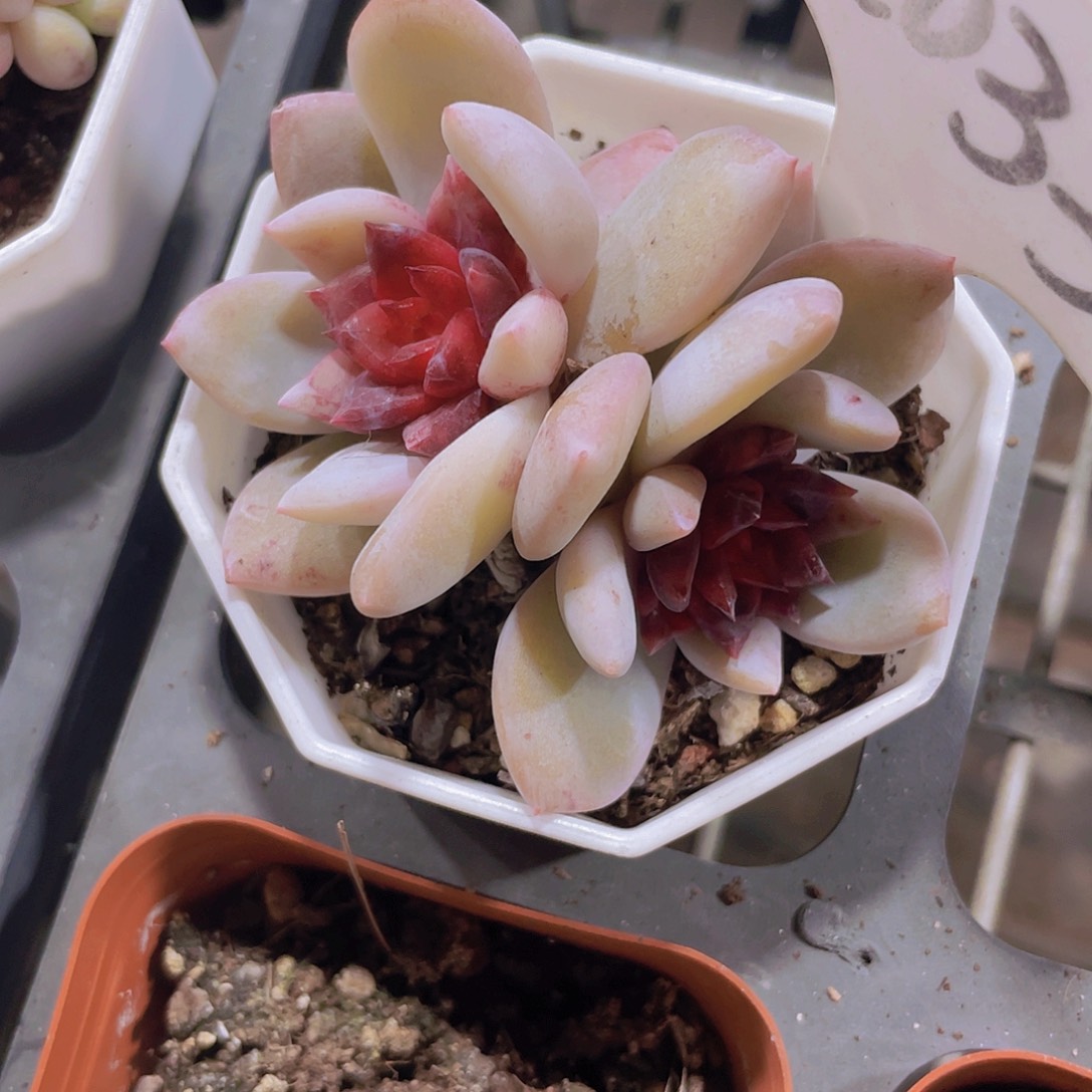 糖心雪天使a033一物一拍