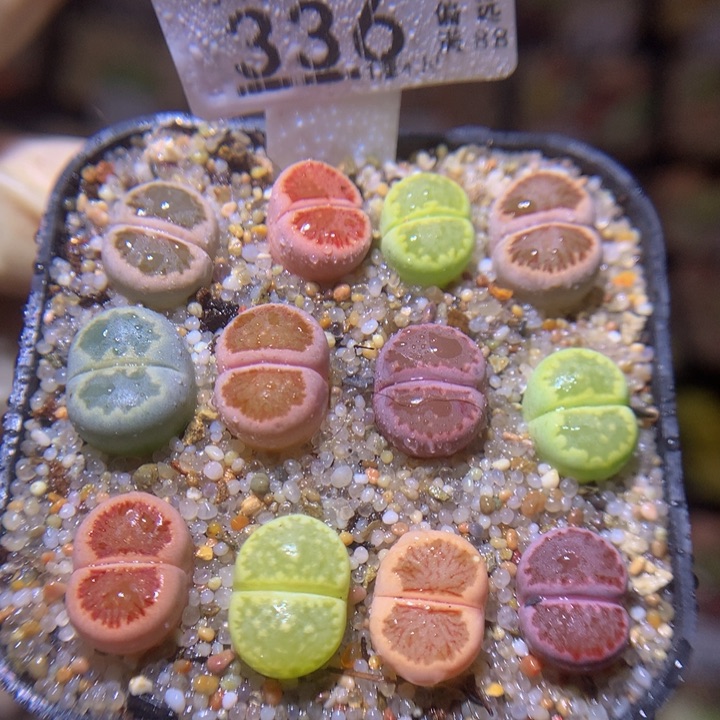 精品生石石217.336