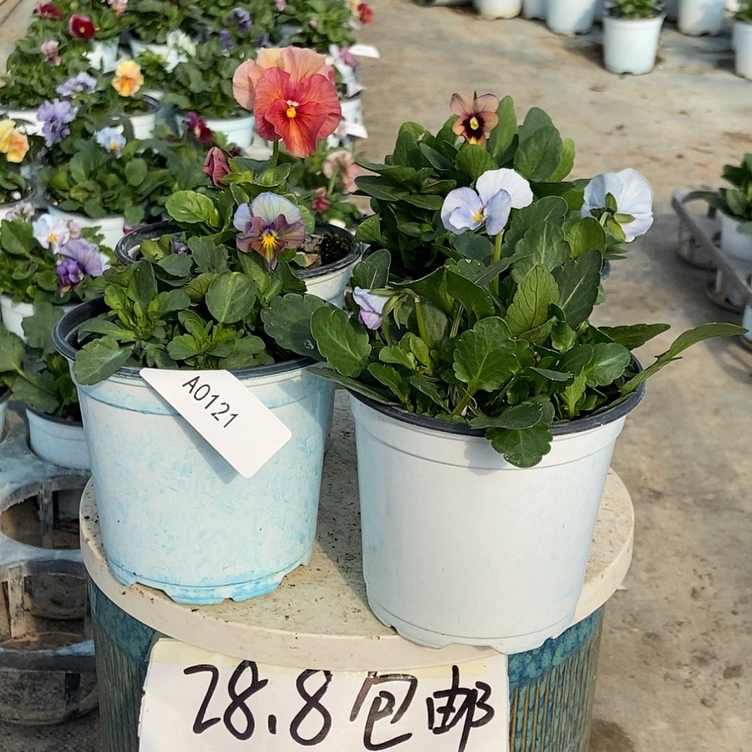 大部分花苞少量开放121