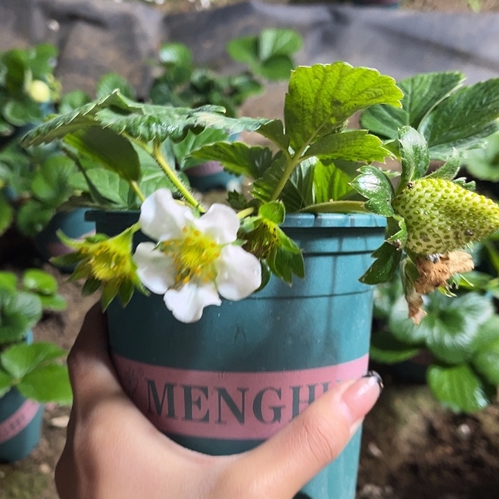 以实际为准加仑盆原盆原土