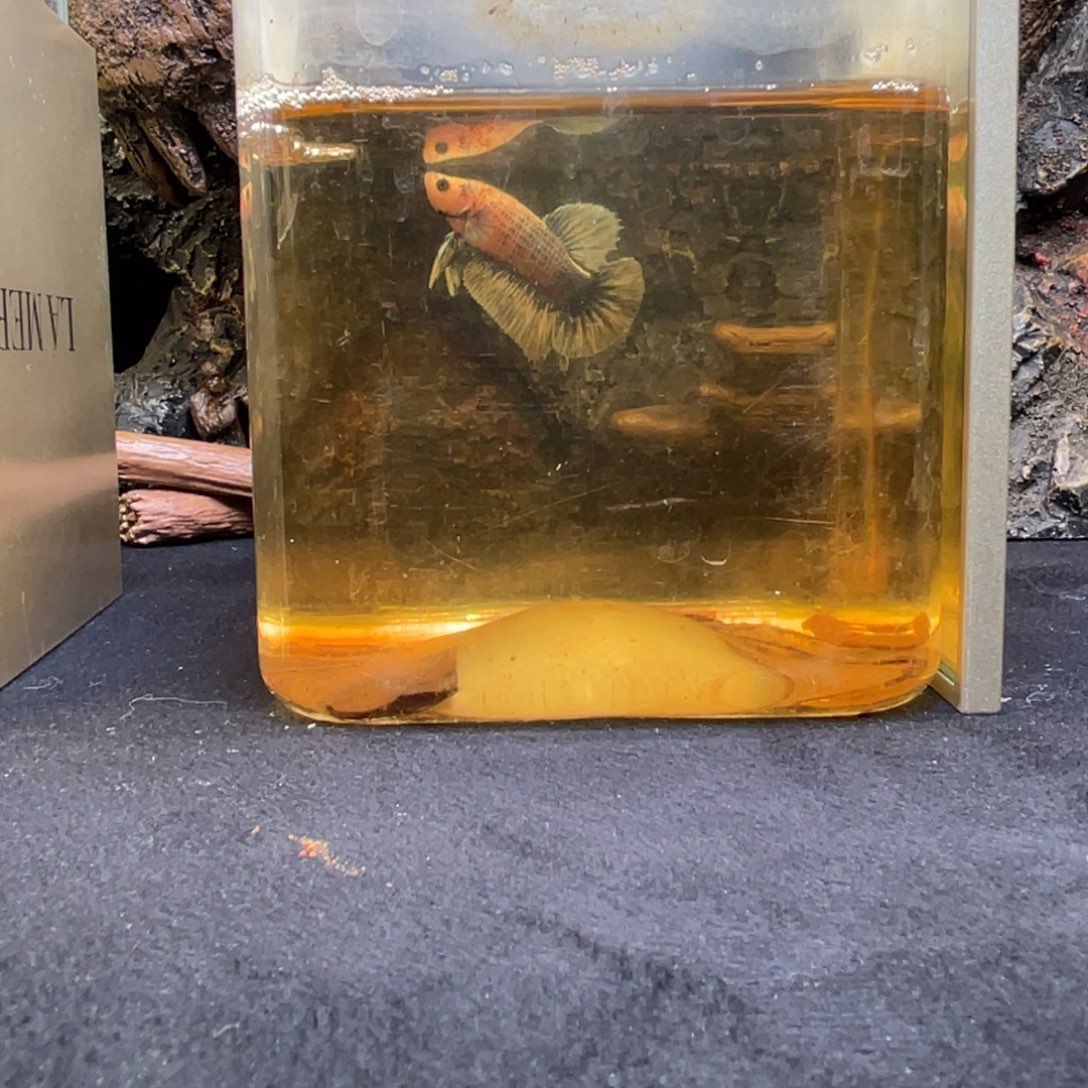 斗鱼十二月三日竞价