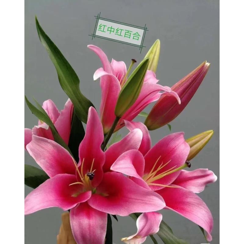 红中红 单瓣香水百合 任意2单发顺丰/德邦 发货后不支持退款