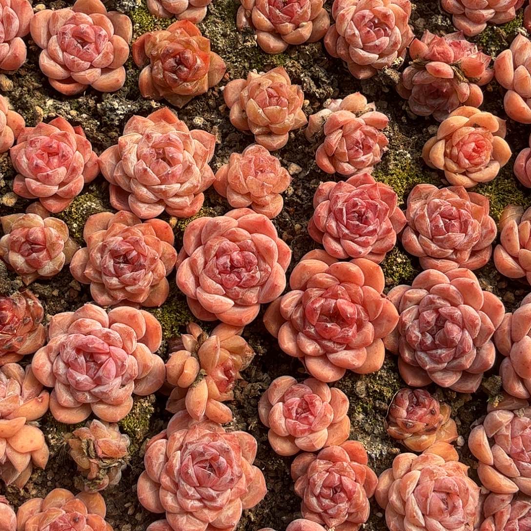 混合糖心多肉切糕糕（量拍）