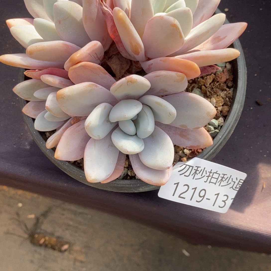 两单包邮1219-131粉兔