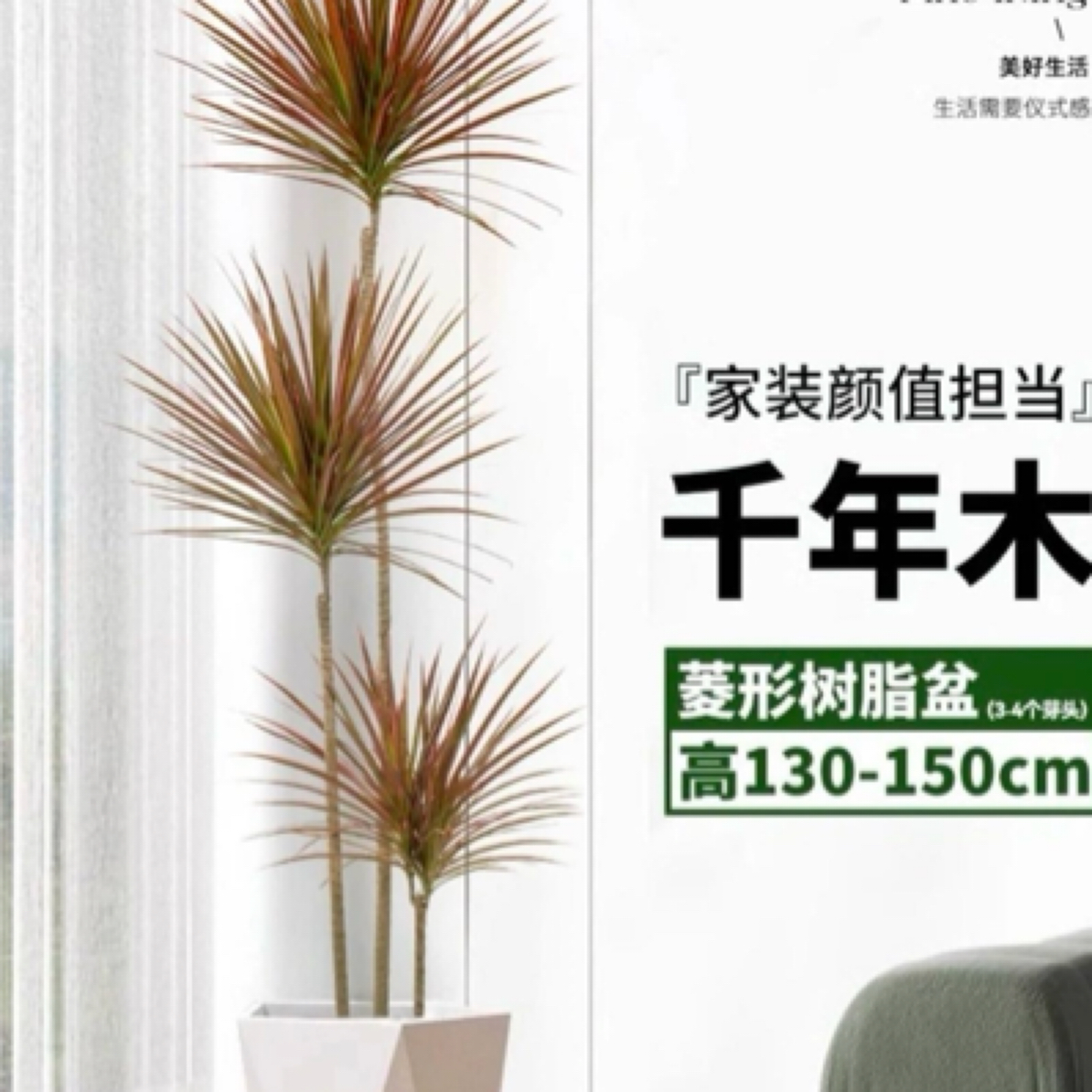 同城配送七彩铁千年木客厅绿植室内多头老桩造型盆栽