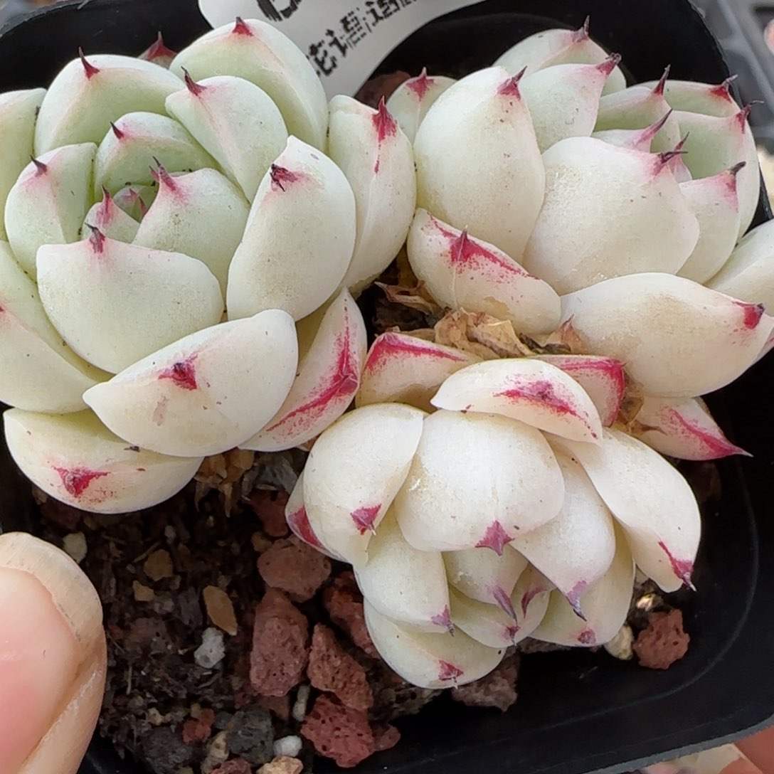 花语逸镜0129-687