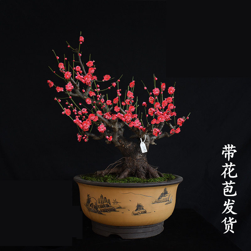 浓香型耐寒带芽苞腊梅红梅老桩花树苗阳台庭院盆栽花卉