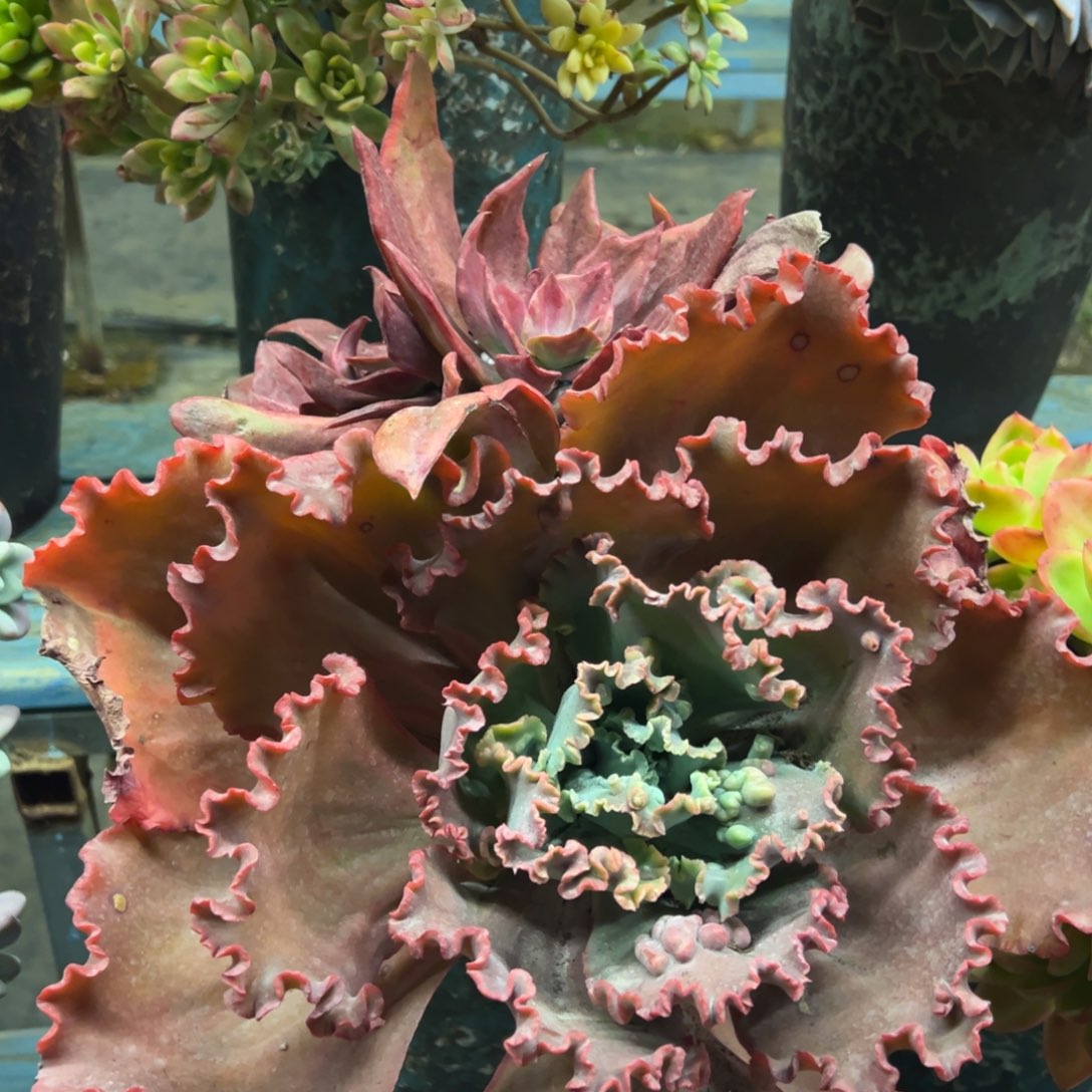 老桩钻石锦裸肉发货