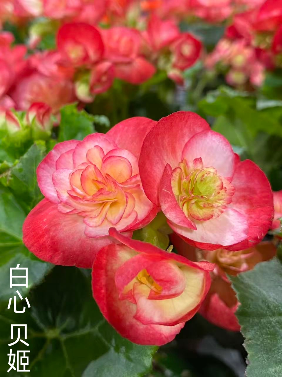 【白心贝姬】丽格海棠多年生四季开花玫瑰海棠室内花卉