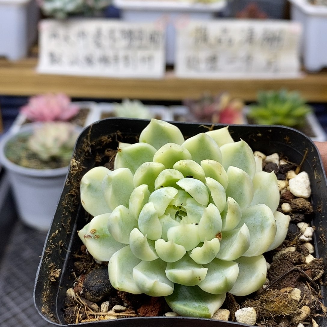 2420 香草月影白覆轮锦