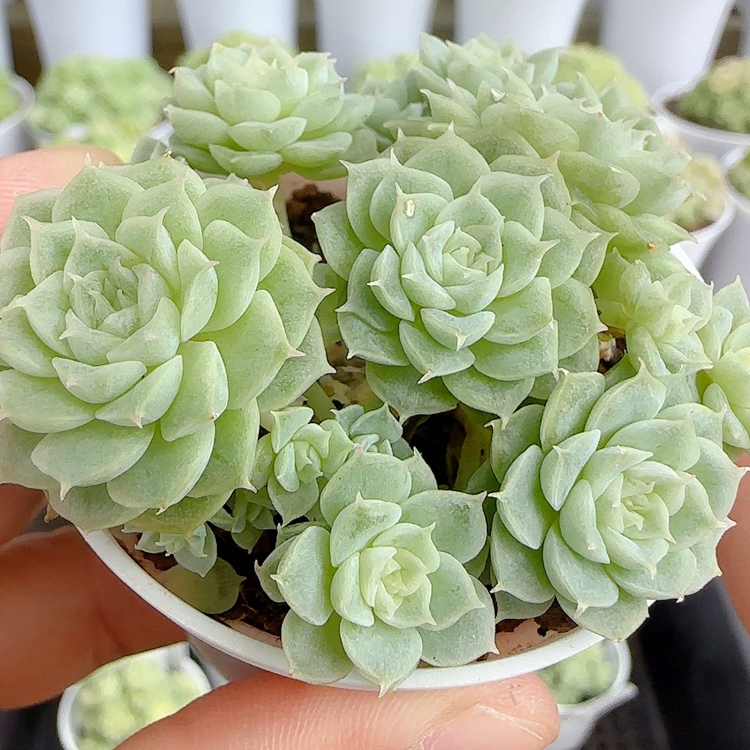 【闪购商品】1011-95优选麦杆